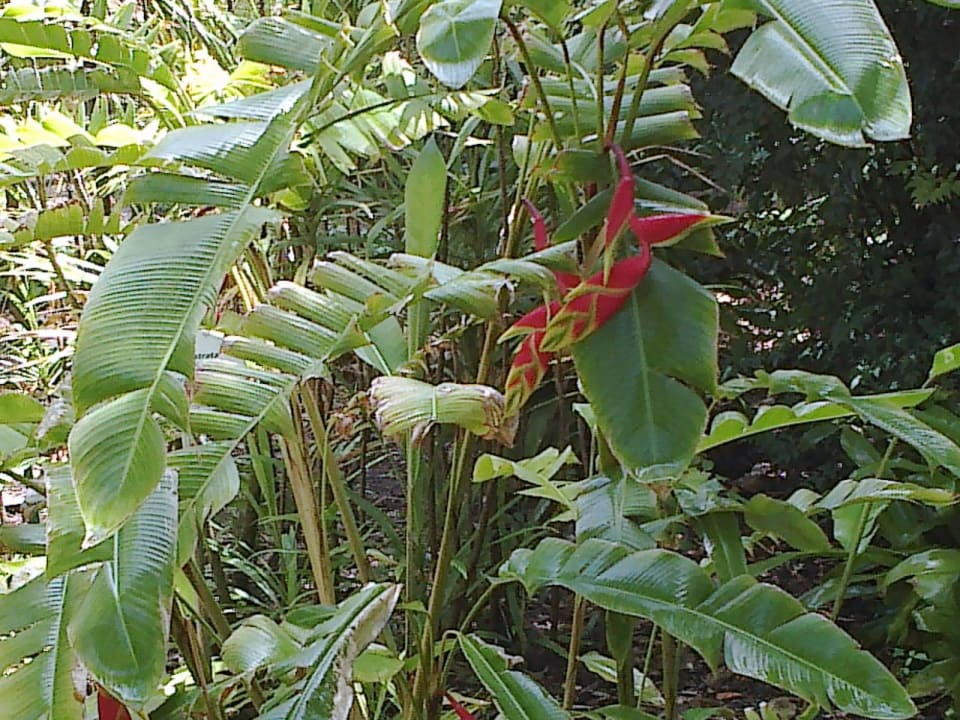 Blumenpracht H10 Tenerife Playa