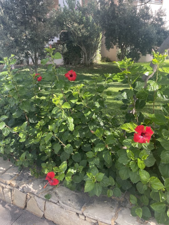 Gartenanlage Labranda Alantur Resort