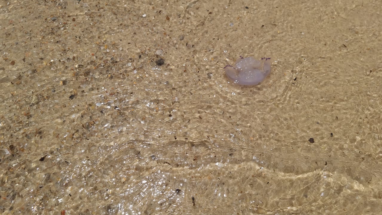 Strand The Orangers Beach Resort and Bungalows