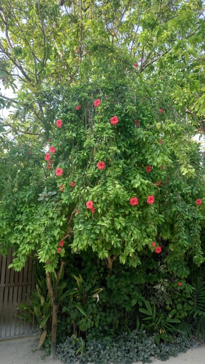 Gartenanlage Kuramathi Maldives