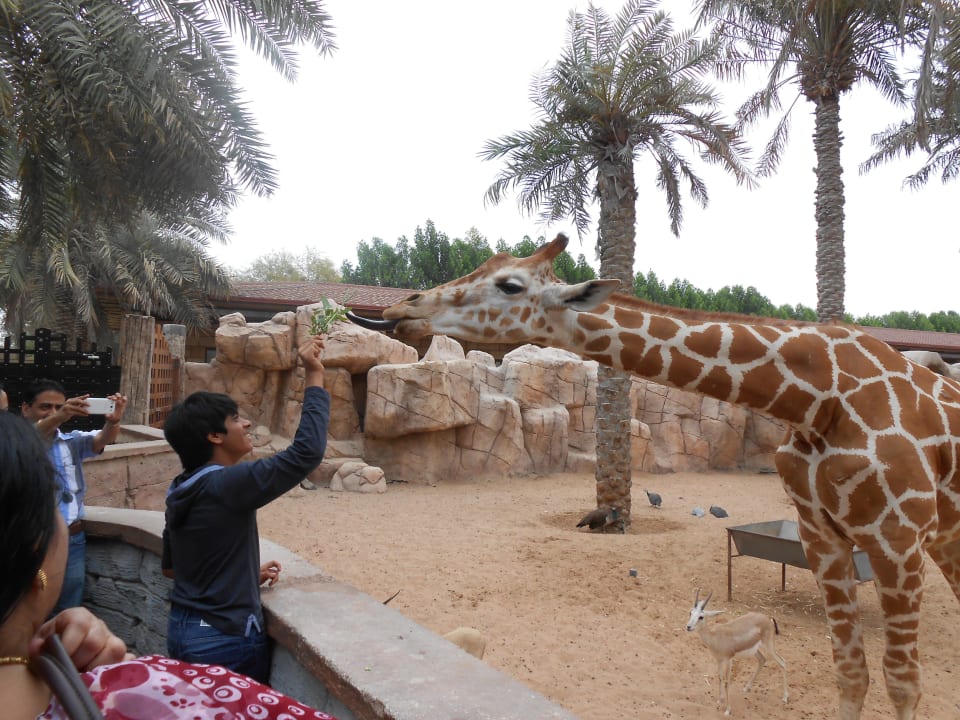 Giraffe Hotel Emirates Park Resort