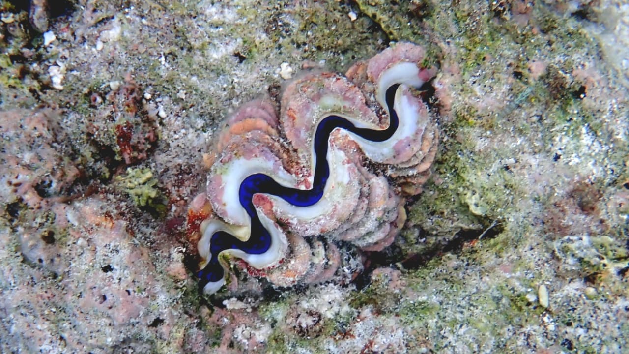 Sport & Freizeit Hotel Riu Palace Maldivas