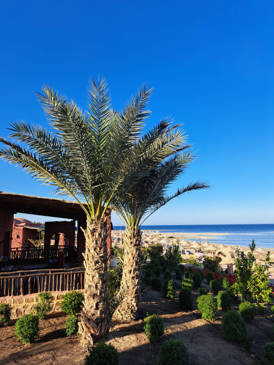 Gartenanlage Pickalbatros Vita Resort - Portofino Marsa Alam