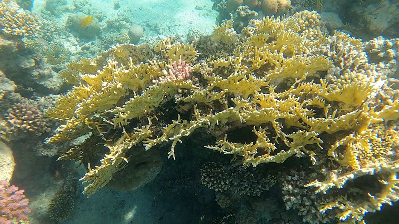 Strand Jaz Costa Mares (Adults Only)