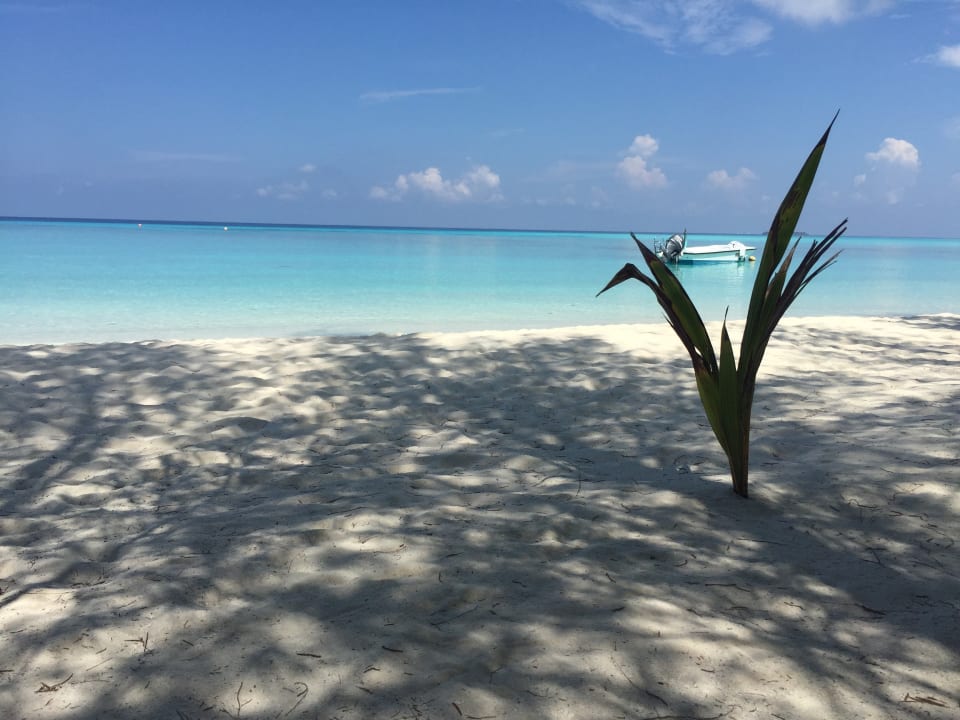 Strand Summer Island Maldives