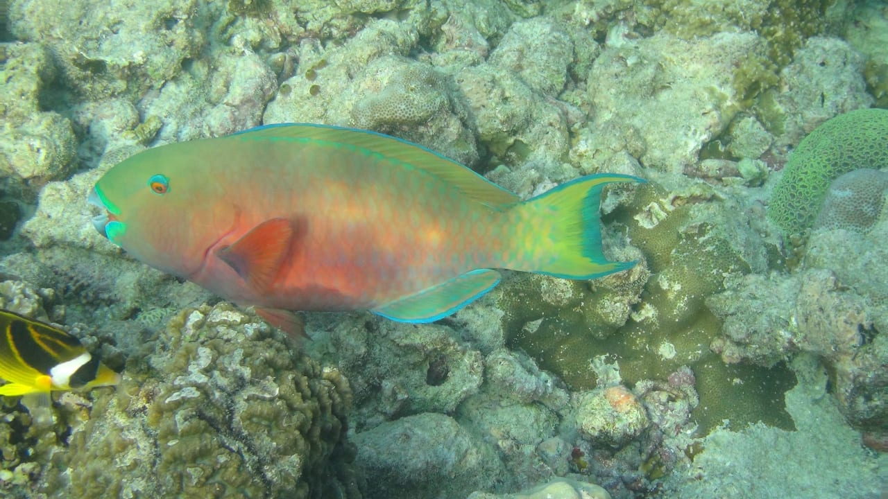 Sport & Freizeit Adaaran Select Meedhupparu Island Resort - Premium All Inclusive