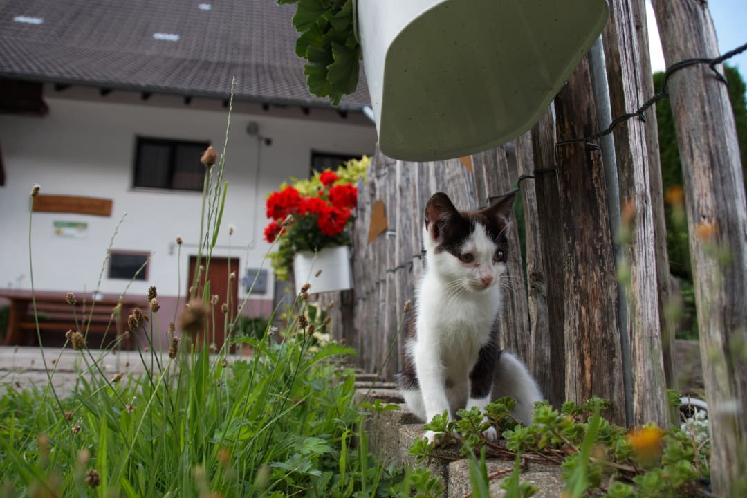 Sonstiges Bauernhof Bernhardenhof
