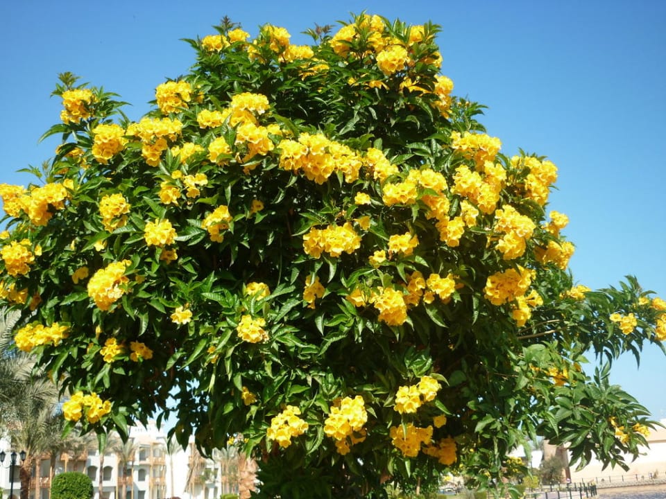 Flora der Hotelanlage Pickalbatros Dana Beach Resort - Hurghada