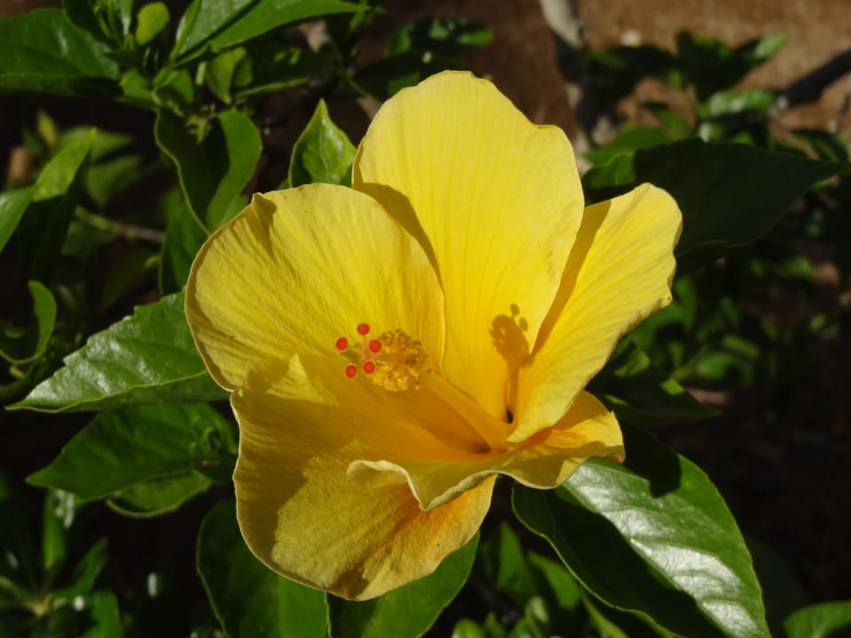 Gartenanlage Vantaris Luxury Beach Resort