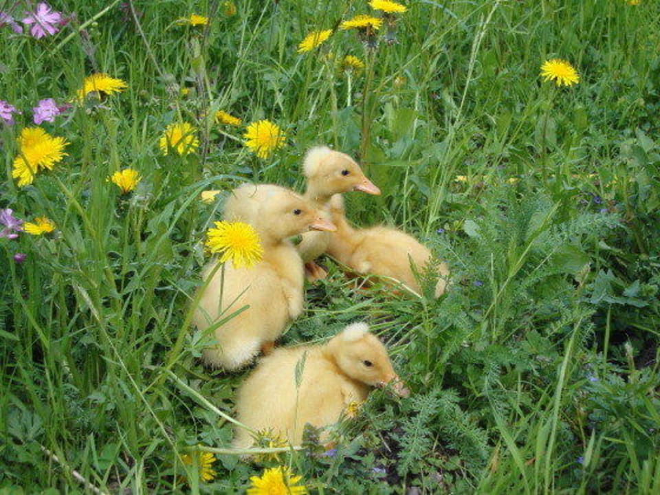 Unser Nachwuchs Winnewieser Hof