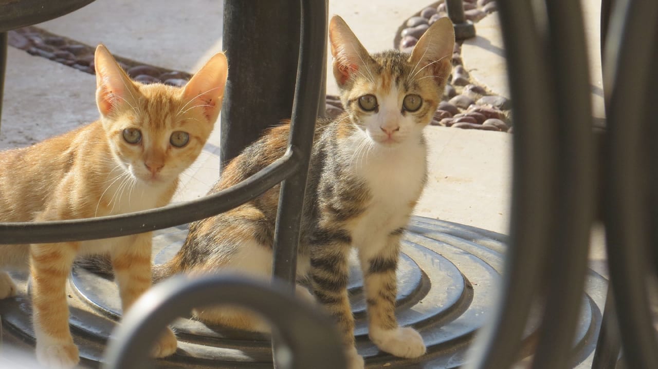 Sonstiges Coral Hills Resorts & SPA