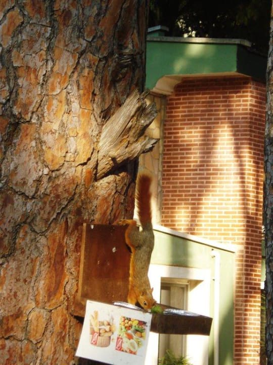 Белка кушает Pine Beach Belek