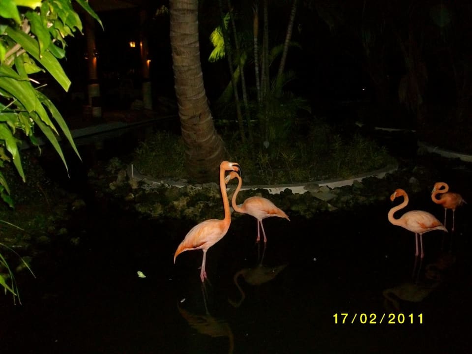 Vor dem Eingang, Hotel Grand Palladium Select Bávaro Resort & Spa