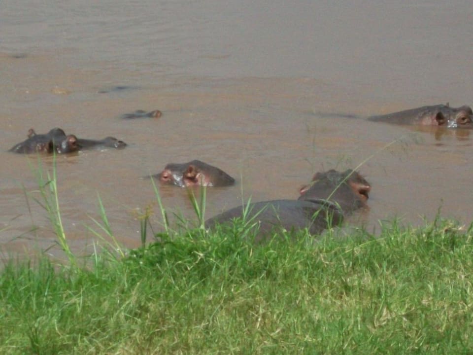 Nilpferde David Livingstone Safari Lodge