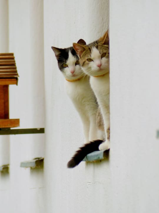 Fauna & Flora auf der Bienanalm LUXGUT - OLIVIA