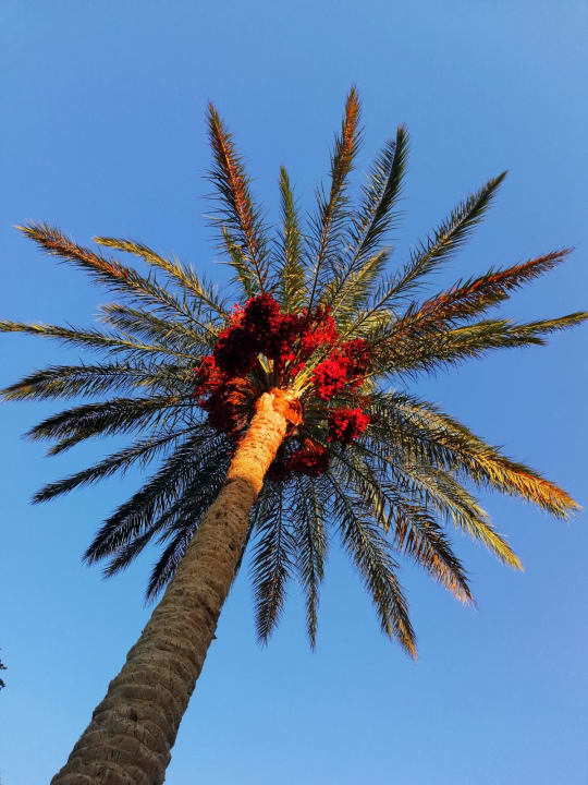 Gartenanlage Makadi Spa - Adults only