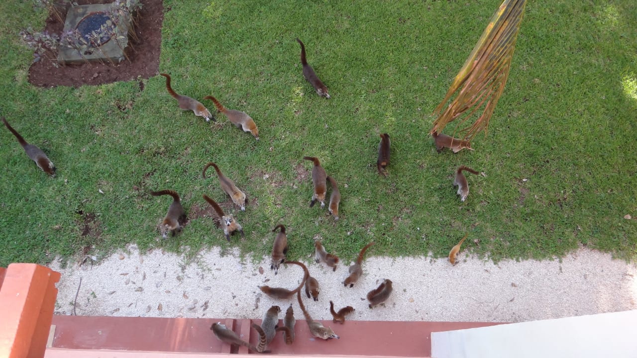 Anfangs süß - dann lästig Hotel Riu Tequila