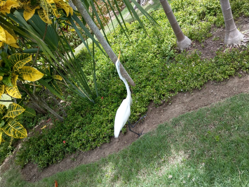 Sonstiges Grand Palladium Select Bávaro Resort & Spa