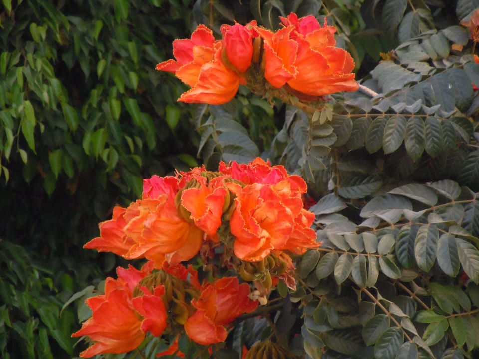 Wunderschöne Blütenpracht Makadi Spa - Adults only