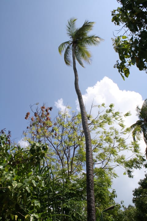 Hohe Palmen Meeru Maldives Resort Island