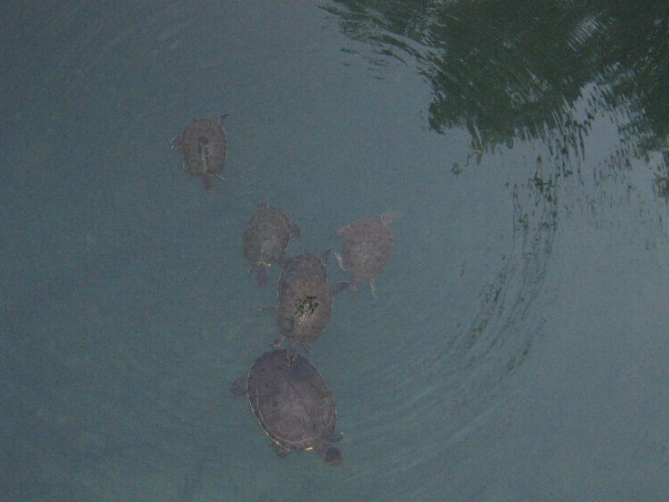 Tümpelbewohner Sandos Caracol Eco Resort