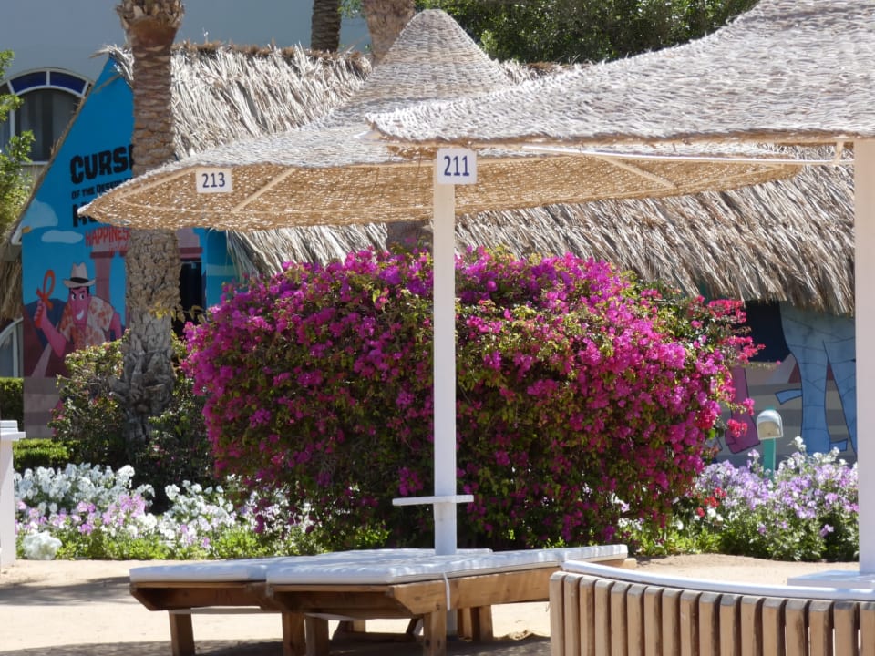 Sonstiges Desert Rose