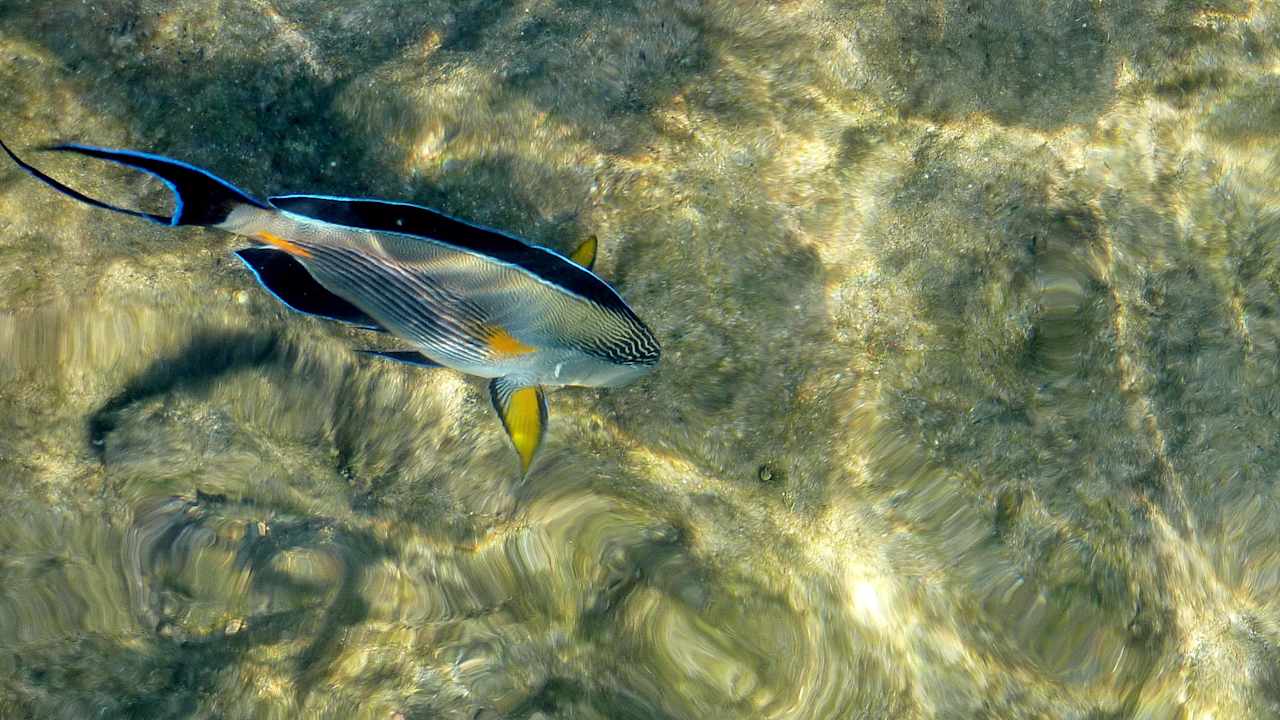 Vom Strand aus fotografiert Ghazala Beach