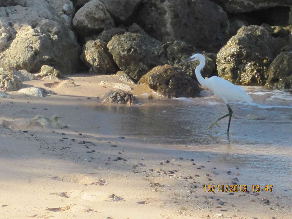 Ноябрь 2013 Pickalbatros Citadel Resort