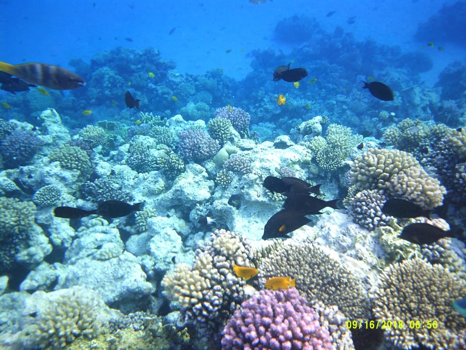 Strand Pickalbatros Citadel Resort