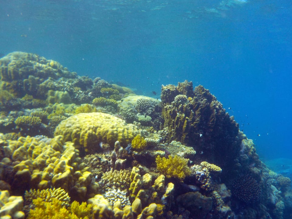 Kartoffelriff Three Corners Equinox Beach Resort