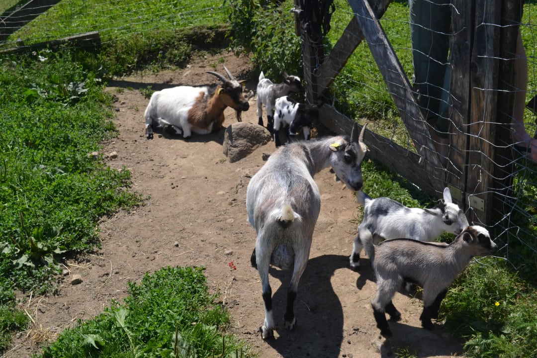 Nachwuchs bei den Ziegen Erlebnisbauernhof Steinerhof