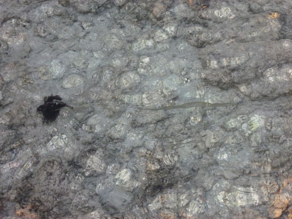 Fische TUI MAGIC LIFE Kalawy