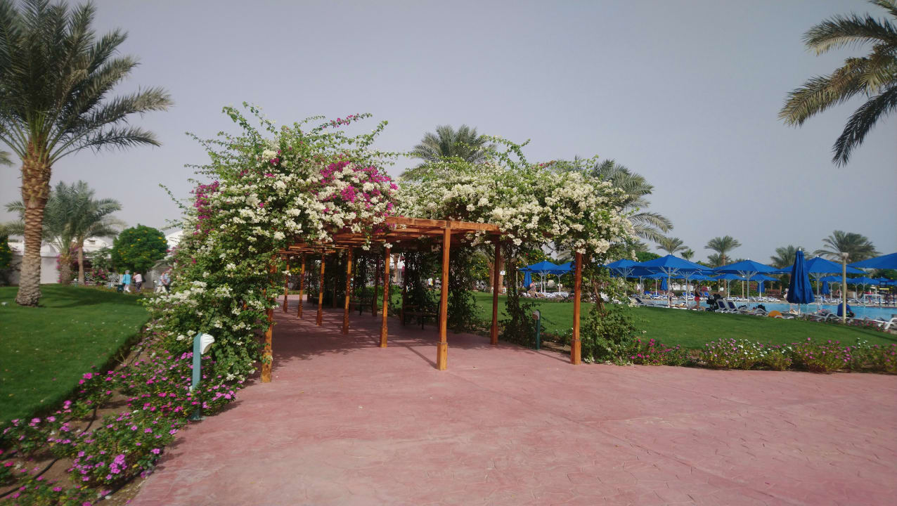 Gartenanlage Desert Rose