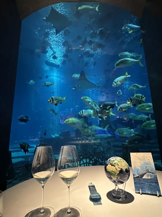 Gastro Atlantis, The Palm