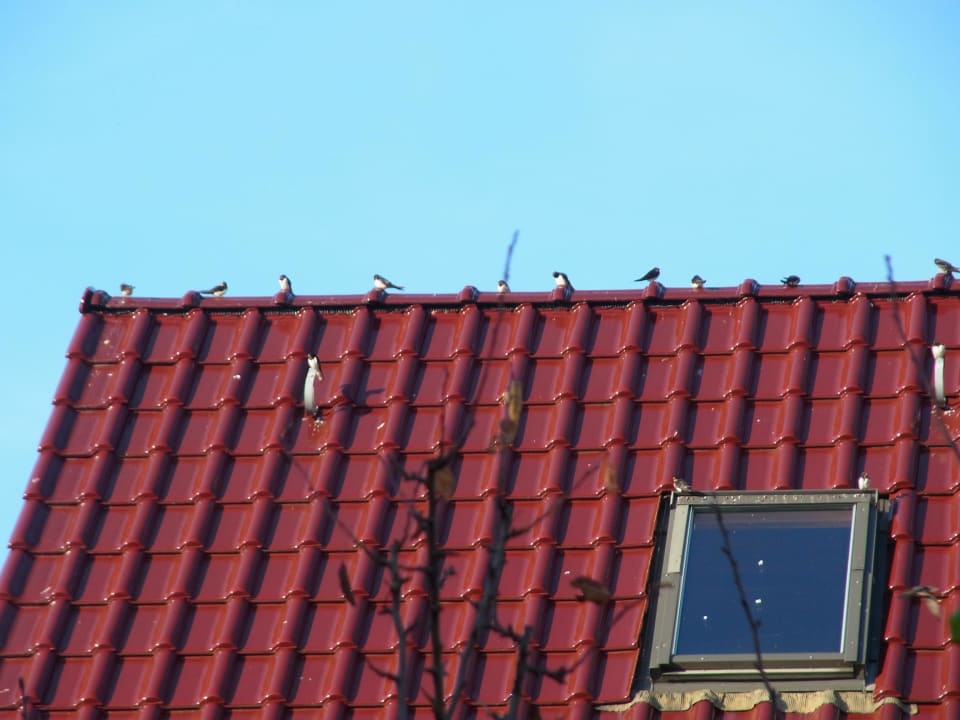 Schwalben Zimmer & Fewo Pension Fischerhaus