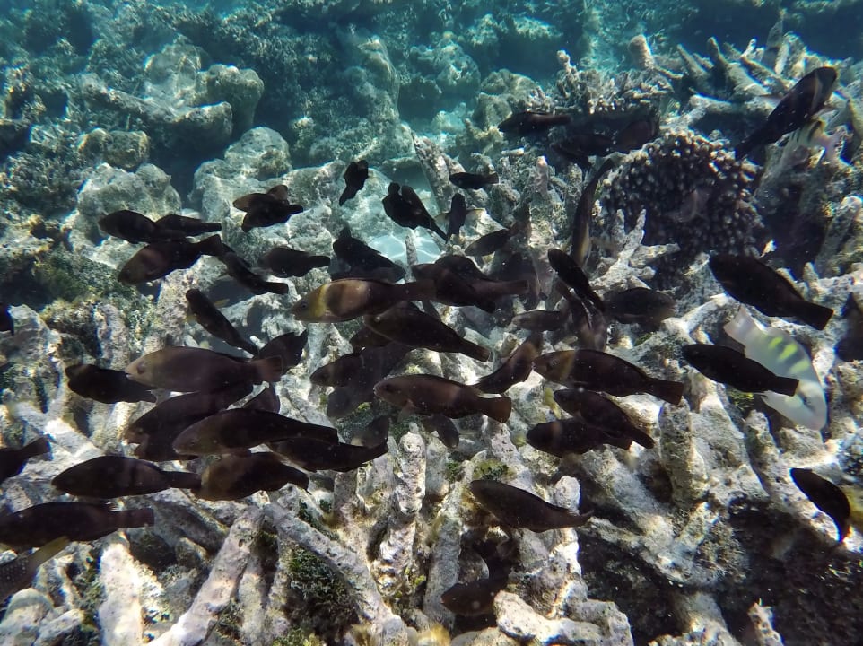 Gruppe junger Papageienfische NH Collection Maldives Havodda Resort