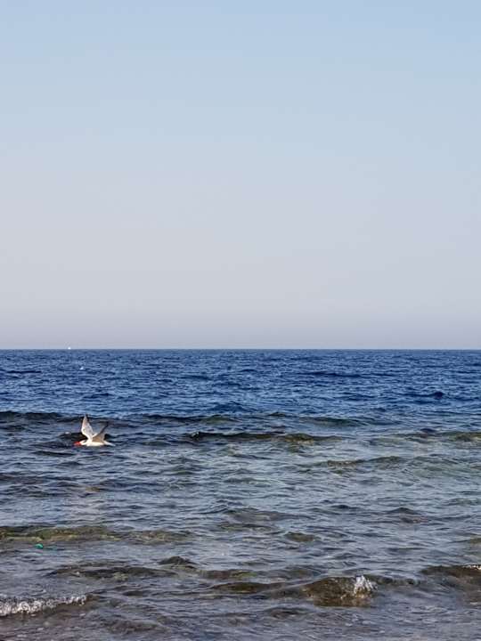 Strand Pickalbatros Citadel Resort