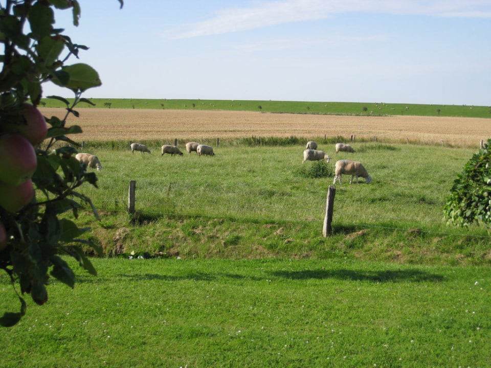 Blick von der Terrasse zum Deich Landhaus Nordsee-Peerhuus