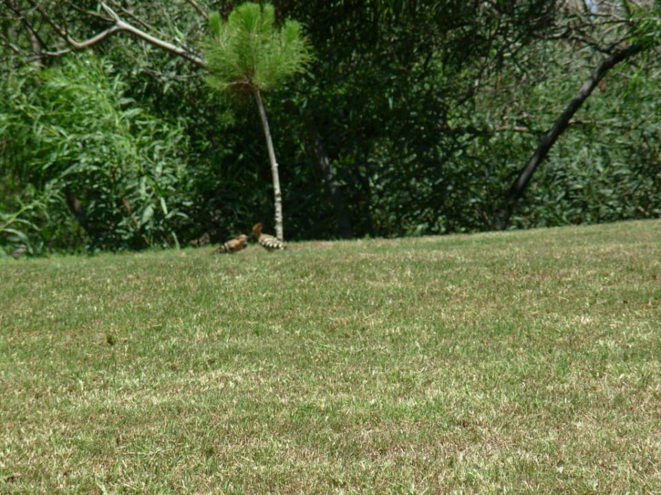 Strange birds Voyage Belek Golf & Spa