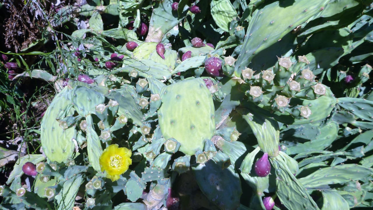 Sonstiges Santa Marina Beach