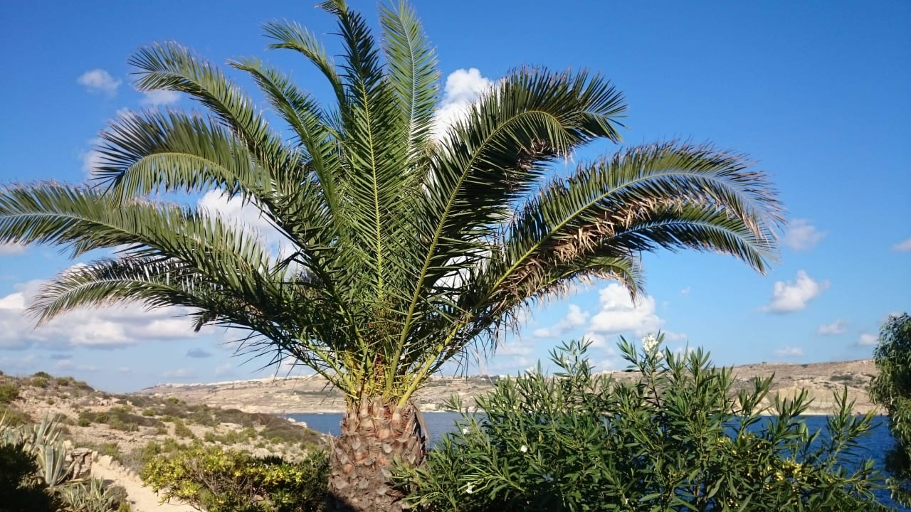 Ausblick vom Bungalow Comino Hotel & Bungalows
