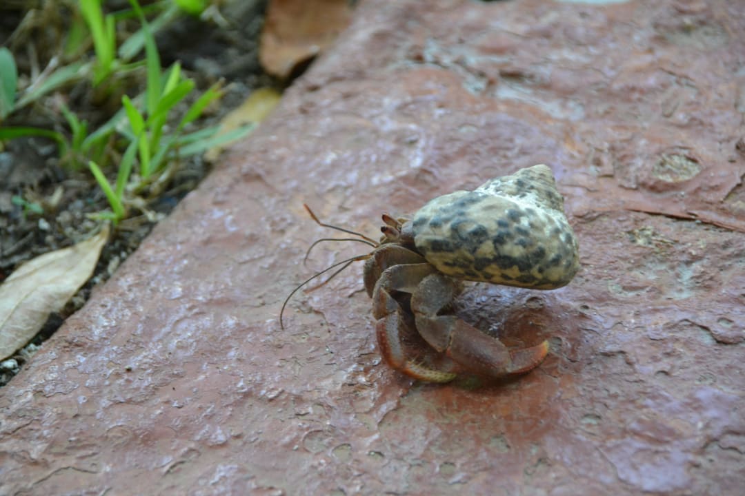 Einsiedlerkrebs vor unserem Häuschen Grand Palladium Kantenah Resort & Spa