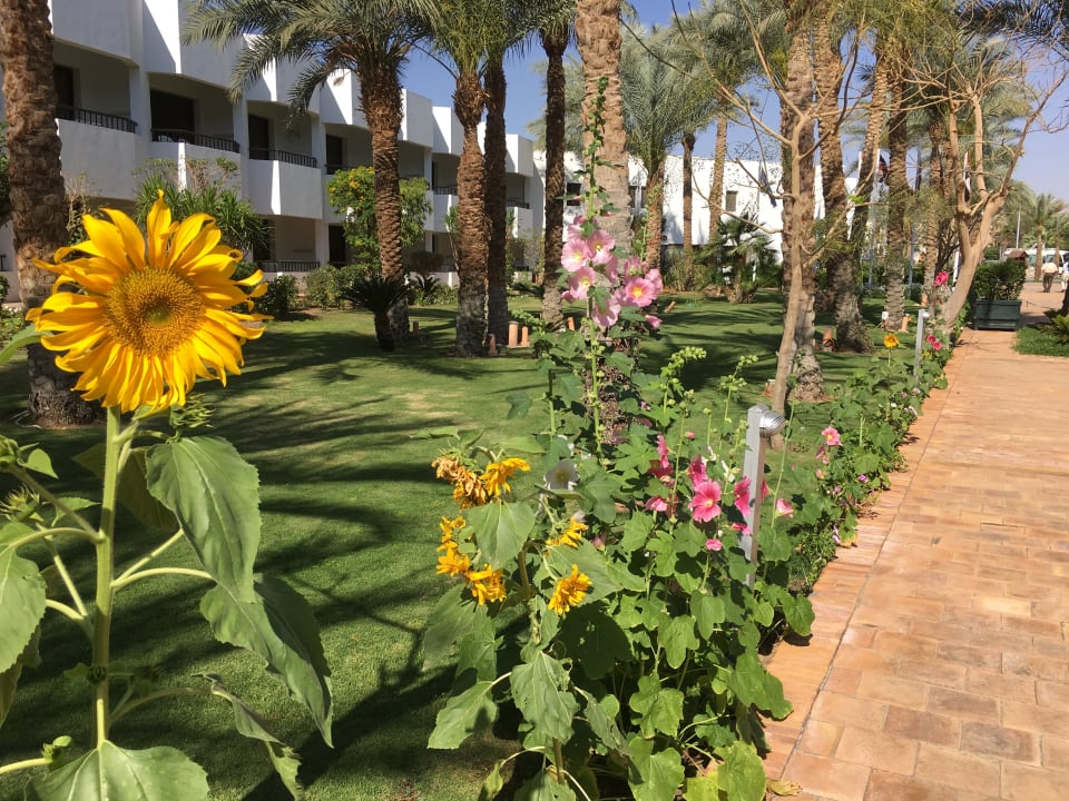 Gartenanlage Ghazala Beach