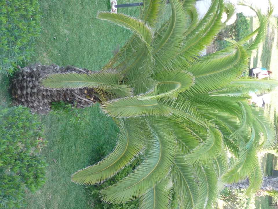 Wunderschöne Palmen The Orangers Beach Resort and Bungalows