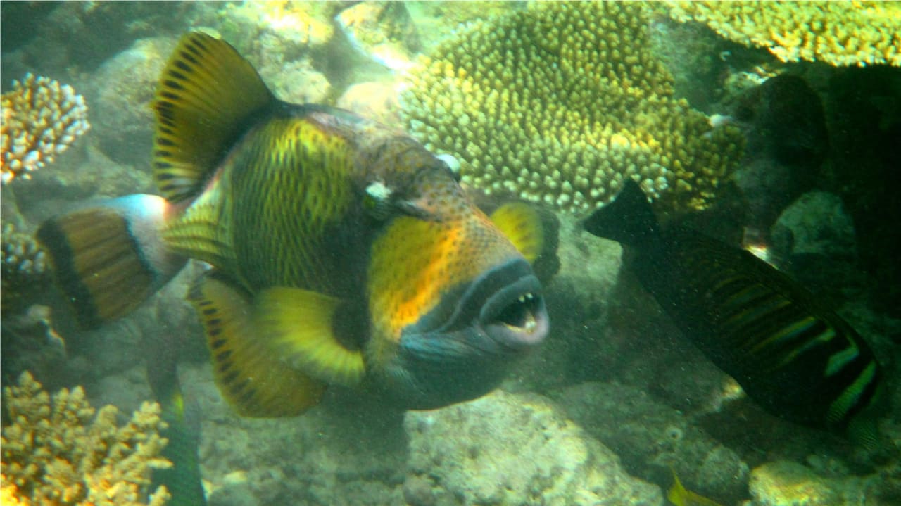 Drücker Fisch Angaga Island Resort