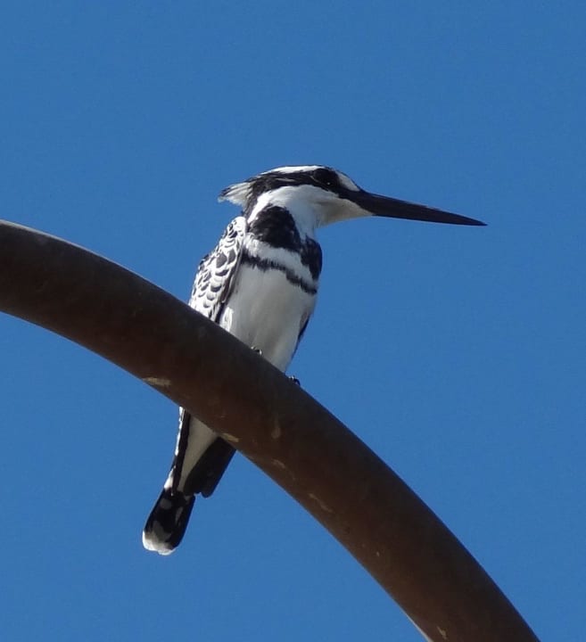 Oiseau Jolie Ville Kings Island Luxor