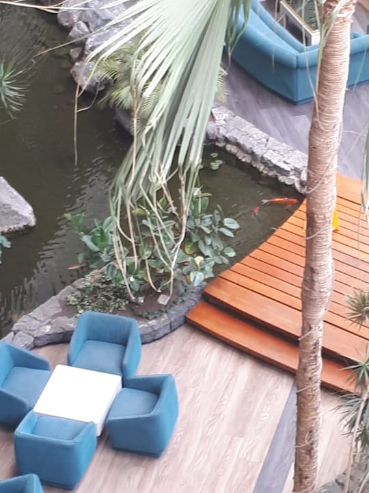 Einer der großen Fische in den Teichen Hotel Grand Teguise Playa