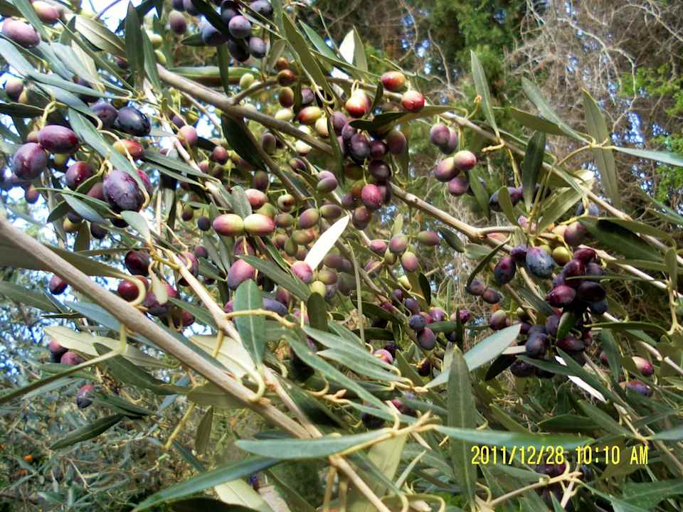 Olivenbaum The Orangers Beach Resort and Bungalows