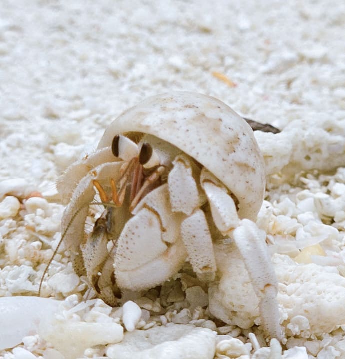 Sonstiges NH Collection Maldives Reethi Resort