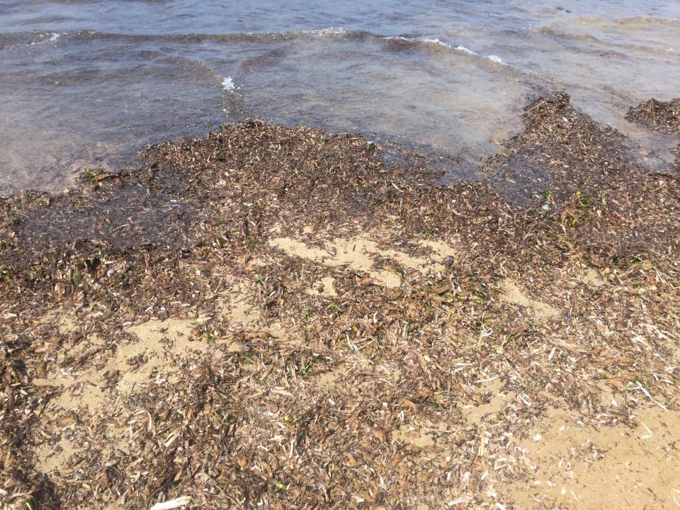 Strand Side Star Beach